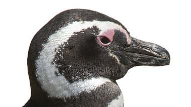 Yan görüntü Macellan penguen portresi, punta tombo, chubut, Arjantin