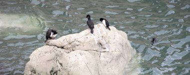 Cormoranes kuşları denizin ortasında kayaların üzerinde duruyorlar, punta loma vahşi yaşam rezervi, Puerto medryn, chubut bölgesi, Arjantin