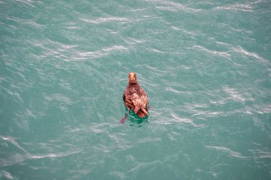 Atlantik Okyanusu 'nda yüzen kahverengi ördek, Punta Loma, Puerto Medryn, Chubut Bölgesi, Arjantin