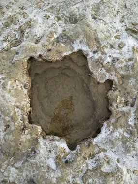 Yüksek açılı bir su çukuru ve fosilleşmiş deniz kabuğu görüntüsü çevrili zemin, Puerto piramides plajı, biedma bölümü, Puerto medryn, Chubut bölgesi, Arjantin