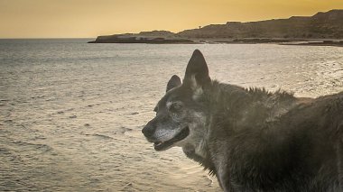 Sınırda duran köpek ya da Puerto Pimides sahilinde kaya, biedma bölümü, Puerto Medryn, Chubut Bölgesi, Arjantin