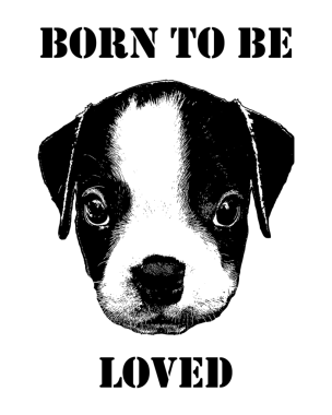 Sevilmek için doğmuş Boston Terrier bebeği.