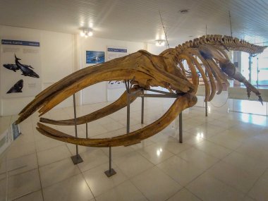 Peninsula Valdez, Arjantin; 29 Aralık 2022: Müzedeki balina iskeleti, yarımada valdez, chubut vilayeti, viedma departmanı, Arjantin