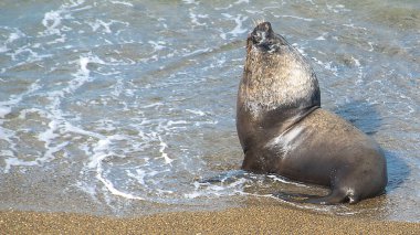 Deniz aslanları Punta Norte plajında güneşleniyorlar, yarımada vadileri, vilayet, chubut, Arjantin