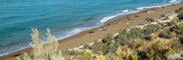 stock image Sea lions sleeping at punta norte beach, peninsula valdes, viedma department, chubut province, argentina