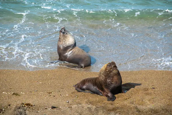 stock image Sea lions couple sunbathing at punta norte beach, peninsula valdes, viedma department, chubut province, argentina