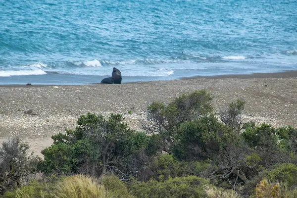 stock image Male sea lion basking at punta norte beach, peninsula valdes, viedma department, chubut province, argentina