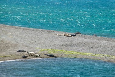 Sea lions sleeping at caleta valdes, peninsula valdes, viedma department, chubut province, argentina clipart