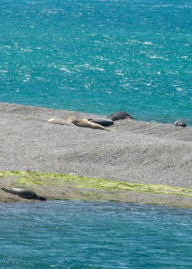Deniz aslanları caleta vadilerinde, yarımada vadilerinde, viedma bölümünde, chubut vilayetinde, Arjantin 'de uyur.