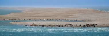 Caleta Valdes 'te deniz aslanları kolonisi, yarımada vadileri, viedma departmanı, chubut bölgesi, Arjantin