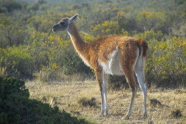 Vahşi guanaco, Peninsula Valdes 'in engebeli dik arazilerinde, Viktorya Bölümü, Chubut Bölgesi, Arjantin. 