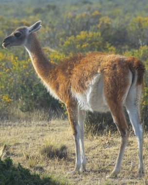 Vahşi guanaco, Peninsula Valdes 'in engebeli dik arazilerinde, Viktorya Bölümü, Chubut Bölgesi, Arjantin. 