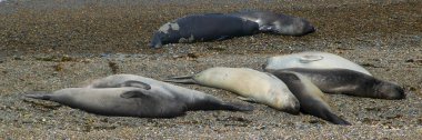 High angle shot females sea lions resting at shore of beach,  peninsula valdes, viedma department, chubut province, argentina clipart