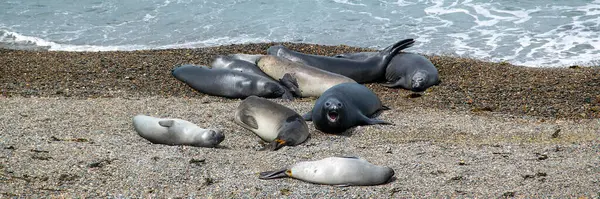 stock image High angle shot females sea lions resting at shore of beach,  peninsula valdes, viedma department, chubut province, argentina