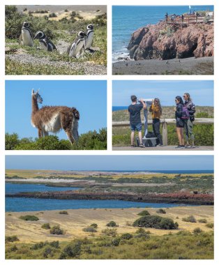 Punta Tombo, Arjantin; 28 Aralık 2022: Punta Tombo 'nun fotoğraf kolajı, Arjantin' in Chubut ilinde yer alan bir vahşi yaşam koruyucusu.