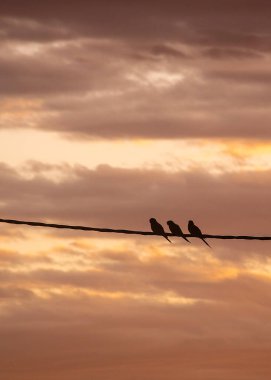 Arjantin 'in Rio Negro bölgesindeki Las Grutas kasabasında bir kabloya tutunan üç küçük kuş.