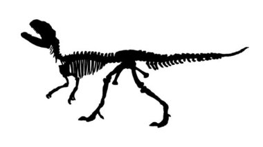 Yan görünüm tüm vücut piatnitzkysaurus dinozor başını kaldırıyor ve ağzını açıyor izole edilmiş siluet 2d animasyon
