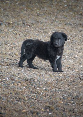 Siyah köpek yavrusu kayalık sahilde dikiliyor, San Antonio Oeste kasabası, Rio Negro bölgesi, Arjantin