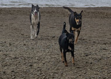 Küçük bir grup köpek boş sahilde koşuyor, San Antonio Oeste kasabası, Rio Negro bölgesi, Arjantin