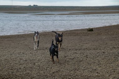 Küçük bir grup köpek boş sahilde koşuyor, San Antonio Oeste kasabası, Rio Negro bölgesi, Arjantin
