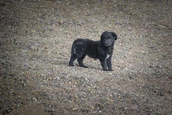 stock image Black puppy dog standing attentive at rocky beach ground, san antonio oeste town, rio negro province, argentina