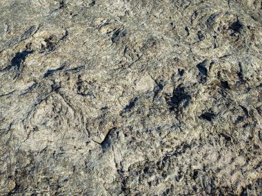 Piedras Coloradas Sahili, Rio Negro Bölgesi, Arjantin 'de kumların üzerinde kurumuş yosun görüntüsü.