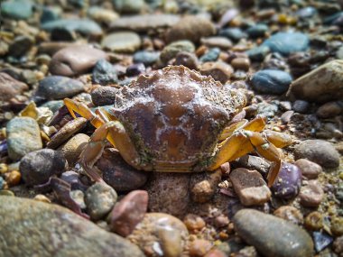 Büyük bir yengeç kayalık zeminde duruyor Punta Verde Sahili, Rio Negro Bölgesi, Arjantin
