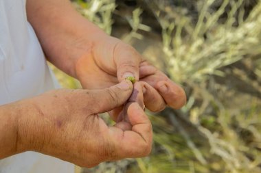 Kırsal kesimde, Las grutas, Rio Negro, Arjantin 'de elinde tohum tutan kişinin detaylı görüntüleri.