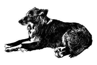 Yan görüntü siyah ve beyaz köpek izole edilmiş grafiği dinlendiriyor