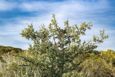 Las Grutas, Rio Zenci Bölgesi, Arjantin 'de vahşi patagonya bozkırı fotoğrafı