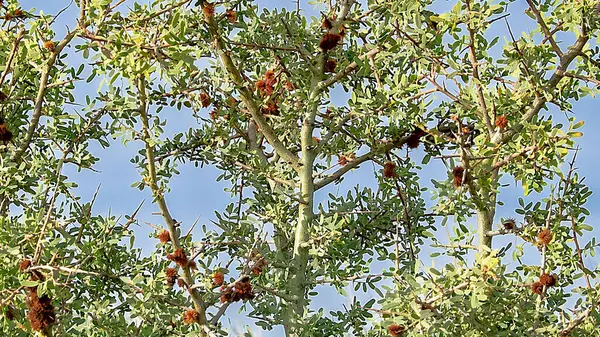 stock image Wild endemic steppe patagonian flora photo at las grutas, rio negro province, argentina