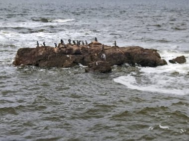 Rio de la Plata nehrinin ortasındaki kayanın tepesinde duran bir grup kuş. Montevideo şehri, uruguay.