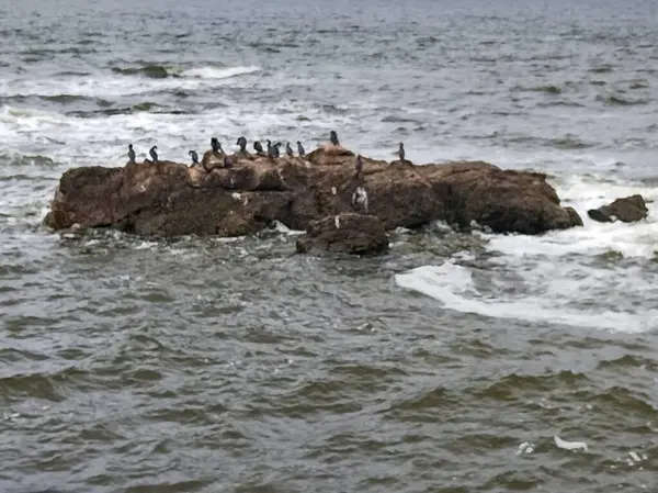 Rio de la Plata nehrinin ortasındaki kayanın tepesinde duran bir grup kuş. Montevideo şehri, uruguay.