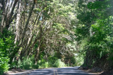 Ormanla çevrili boş otoyol, San Carlos de Bariloche, Rio Negro Eyaleti, Patagonya, Arjantin