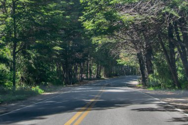 Ormanla çevrili boş otoyol, San Carlos de Bariloche, Rio Negro Eyaleti, Patagonya, Arjantin