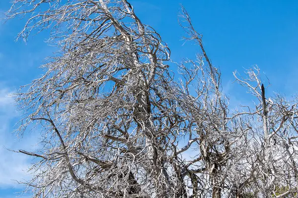 Düşük açılı kuru ağaç dalları, San Carlos de Bariloche, Rio Negro bölgesi, patagonya, Arjantin