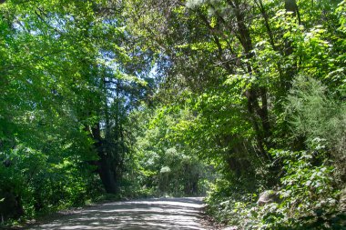 Ormanla çevrili boş otoyol, San Carlos de Bariloche, Rio Negro Eyaleti, Patagonya, Arjantin