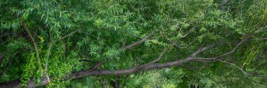 Panoramic wide shot coastal trees, lago puelo national park, chubut, argentina clipart