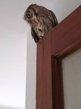 Kapıya tünemiş bir evin içindeki koyu kahverengi baykuşun alçak açılı görüntüsü.