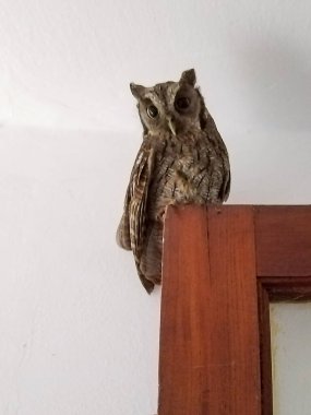 Kapıya tünemiş bir evin içindeki koyu kahverengi baykuşun alçak açılı görüntüsü.