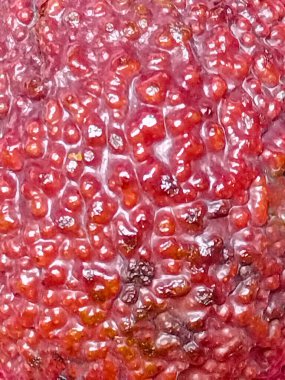 Avokado deseni canlı doymuş kırmızı karışık renklerde yakın plan fotoğraf