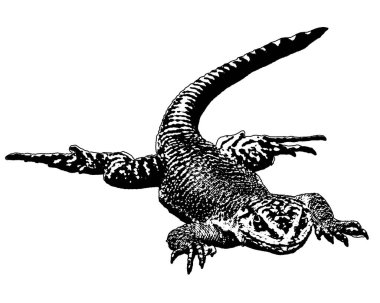 High angle view full body portrait black and white lizard isolated graphic clipart