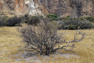 Piedra Parada 'daki bozkır arazisindeki kuru bitkiler, Lagineo Bölümü, Chubut Bölgesi, Arjantin 