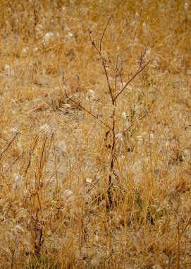 Dry bushes of the patagonian steppe, la buitrera canyon, piedra parada, languineo department, chubut, argentina clipart