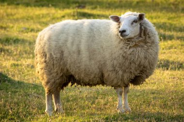 Los Cerrillos, Canelones, Uuguay 'daki Santa Lucia nehri yakınlarındaki galeride bedava koyun.