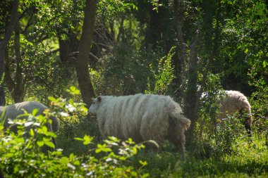 Free sheeps at gallery forest near santa lucia river at los cerrillos, canelones, uruguay clipart