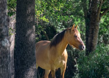 Brown horse at gallery forest near of santa lucia river, los cerrillos, canelones department, uruguay clipart