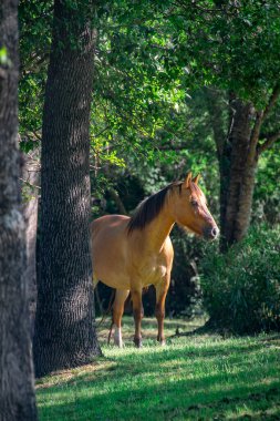 Santa Lucia nehri yakınlarındaki kahverengi at galerisi, los cerrillos, canelones departmanı, uruguay