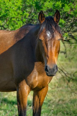 Orta boy kahverengi at çayırdaki kameraya bakıyor, los cerrillos, canelones Department, uruguay