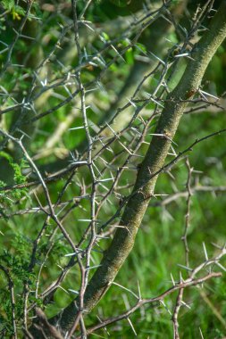 Dikenli ve bitkili kök. Detaylı çekim, los cerrillos, canelones Department, uruguay